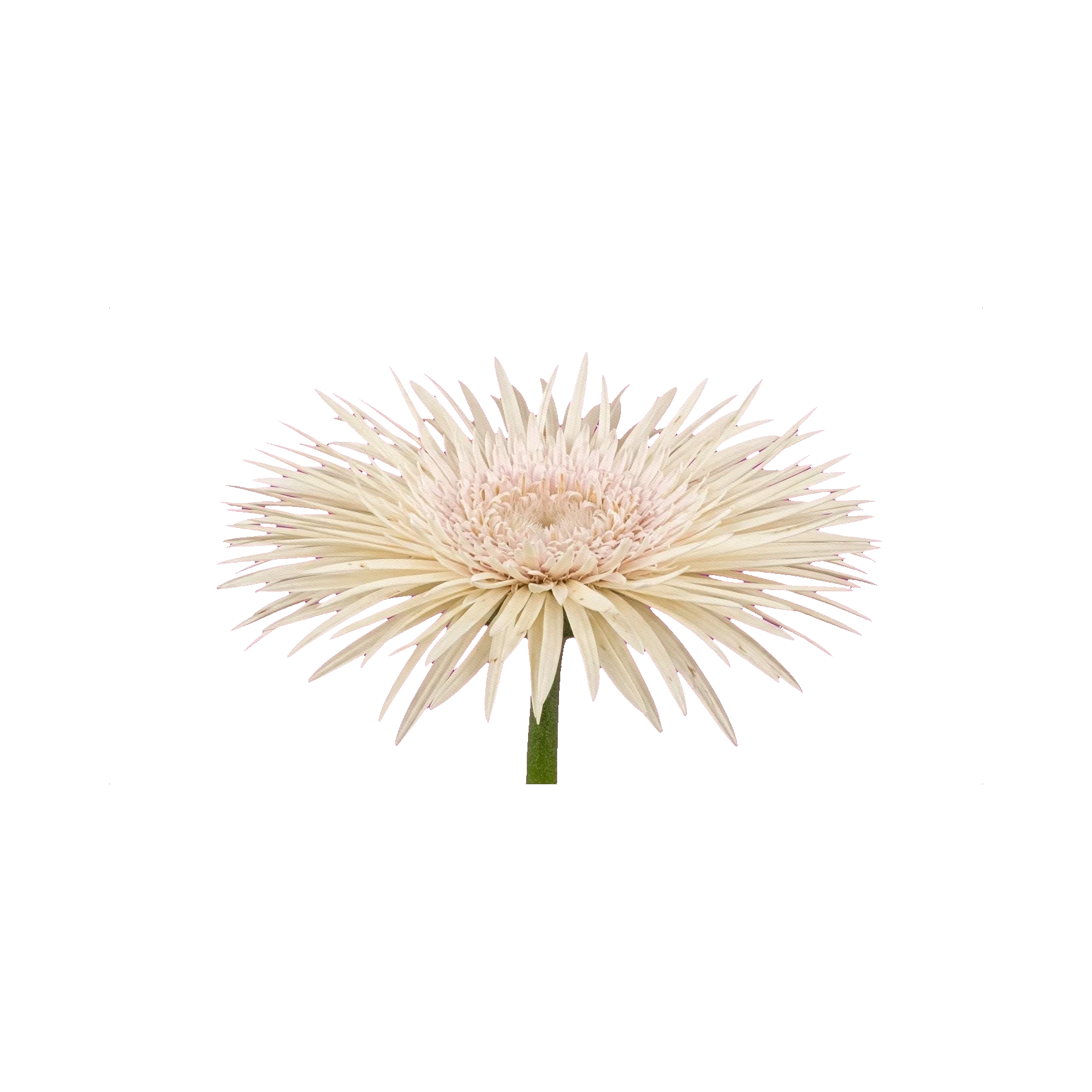 Gerbera Pastini Vendela