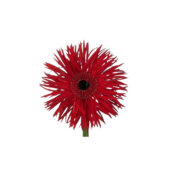Gerbera Pepper Springs