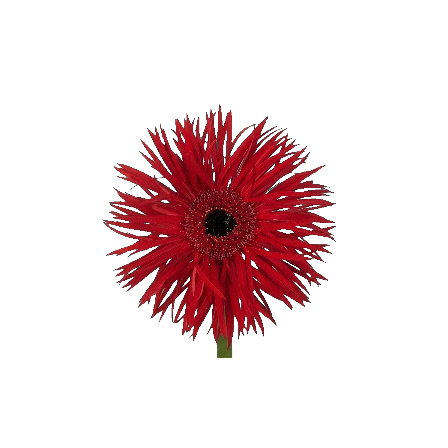 Gerbera Pepper Springs