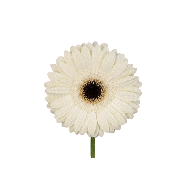 Gerbera Snowy Mountain