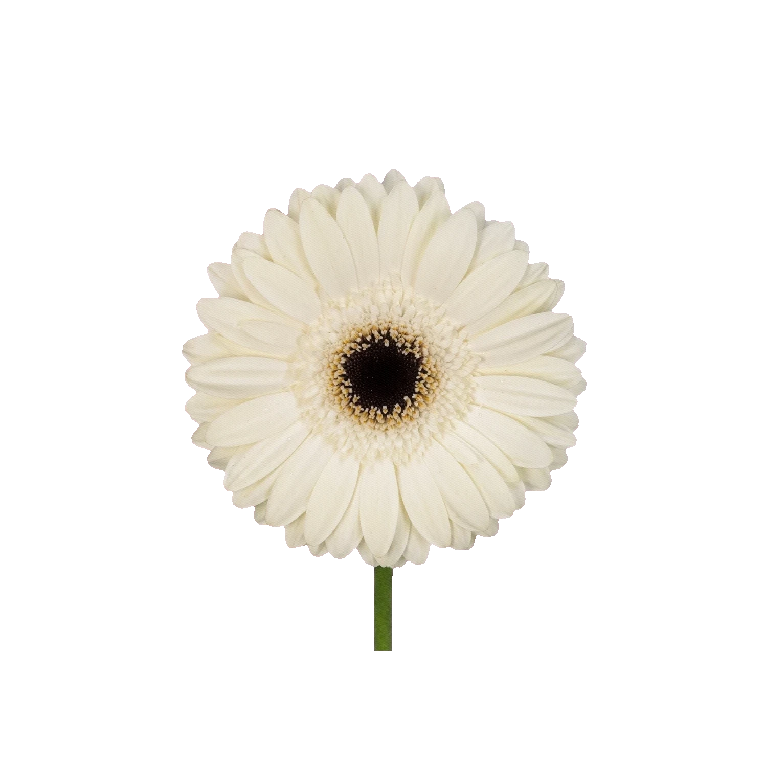 Gerbera Snowy Mountain