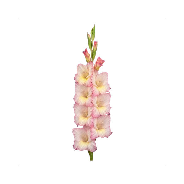 Gladiolus Priscilla