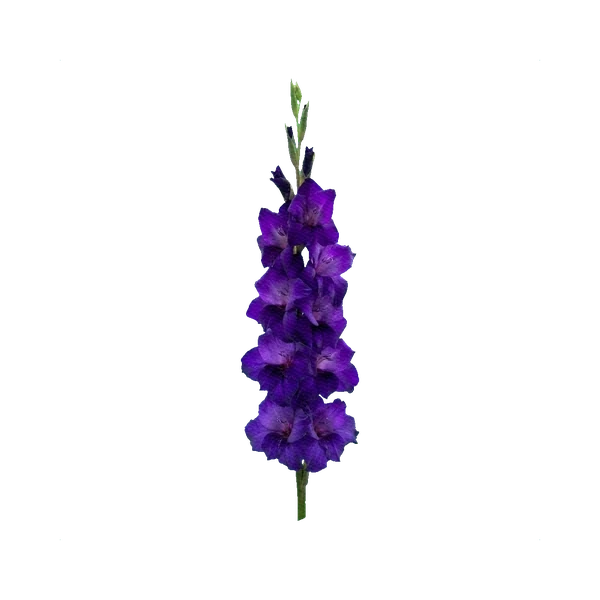 Gladiolus Purple Flora