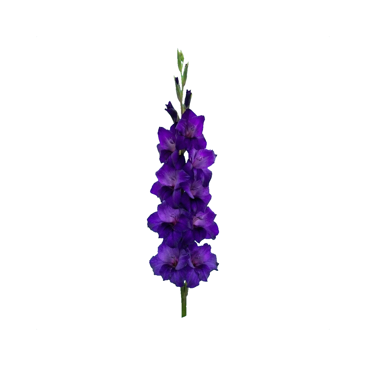 Gladiolus Purple Flora
