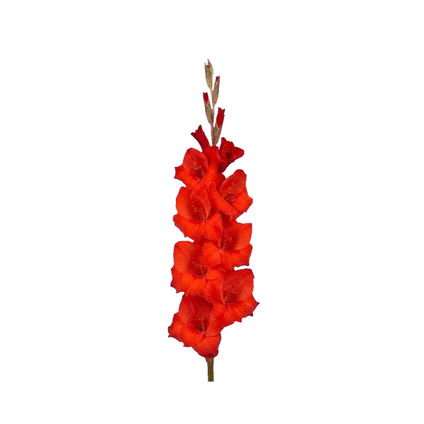 Gladiolus Red Balance