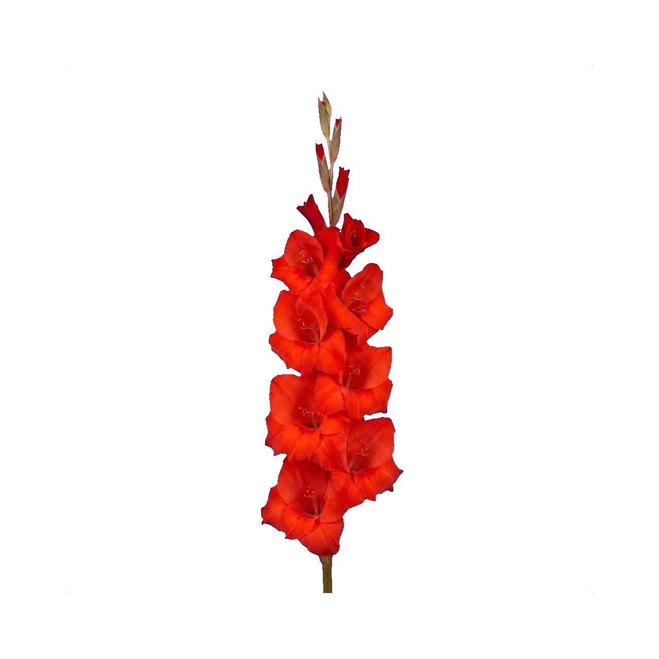 Gladiolus Red Balance