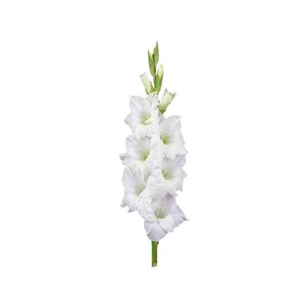 Gladiolus White Prosperity