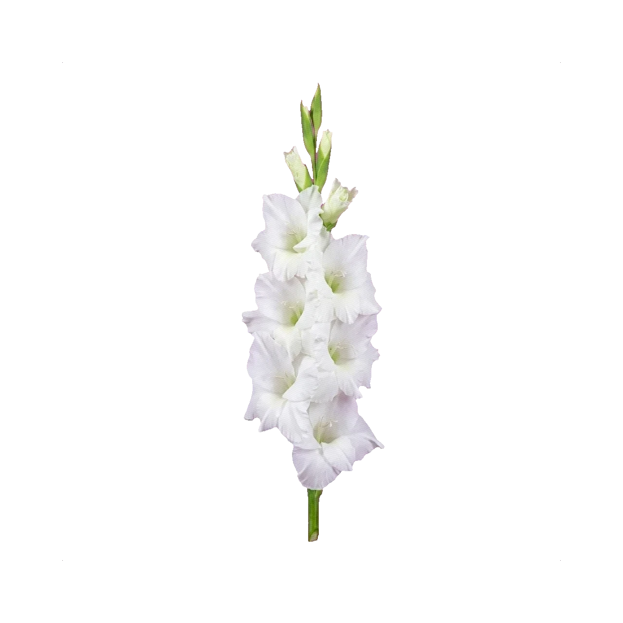 Gladiolus White Prosperity