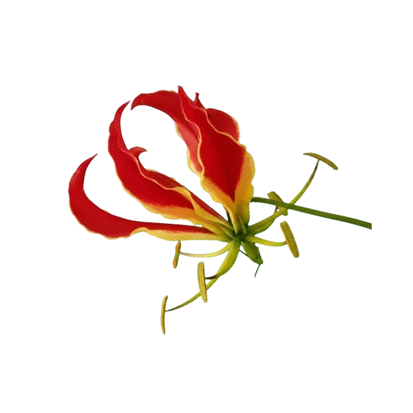 Gloriosa rothschildiana