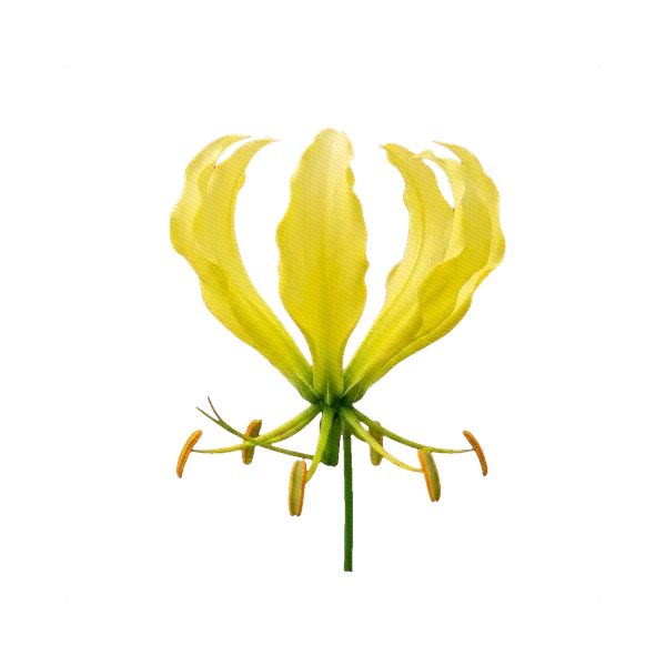 Gloriosa yellow (Citrine)
