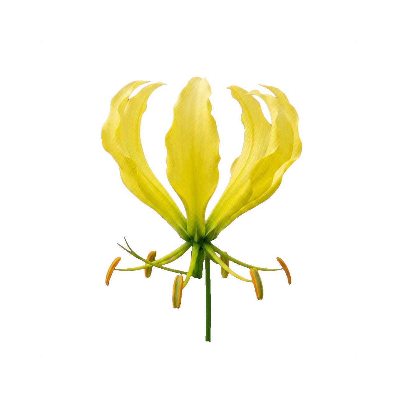 Gloriosa yellow (Citrine)