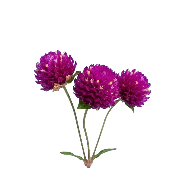 Gomphrena globosa purple