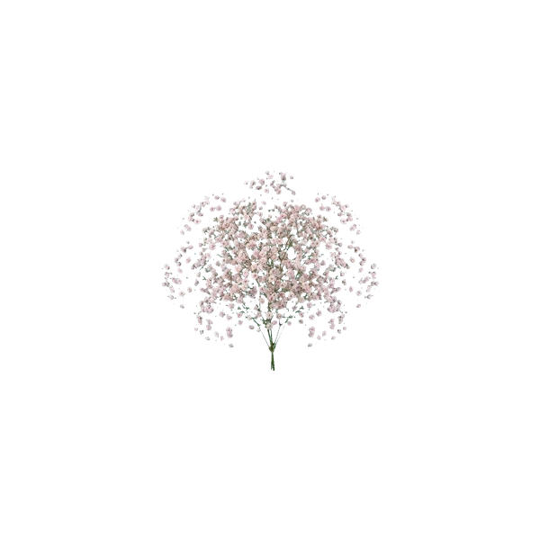 Gypsophila Aurora