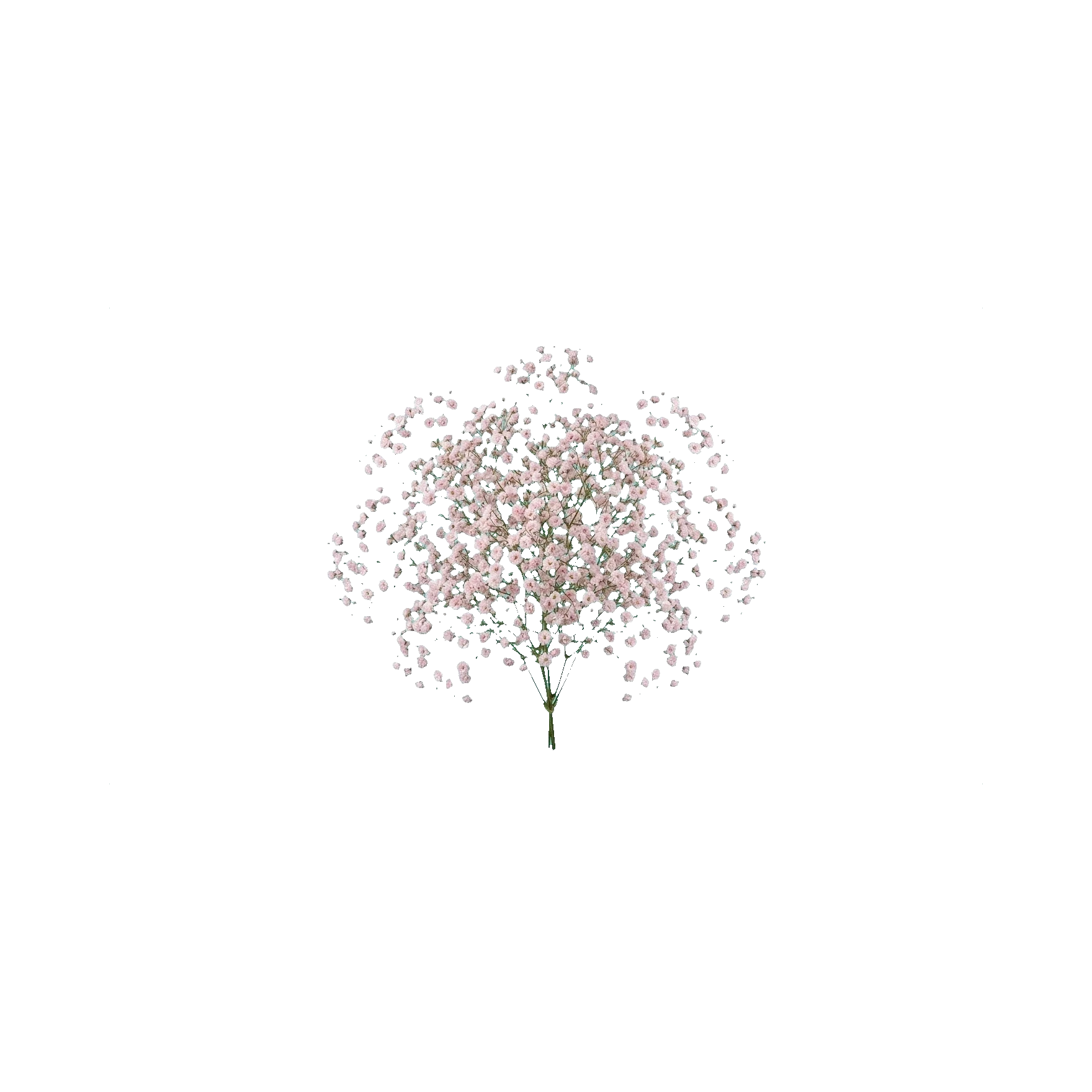 Gypsophila Aurora