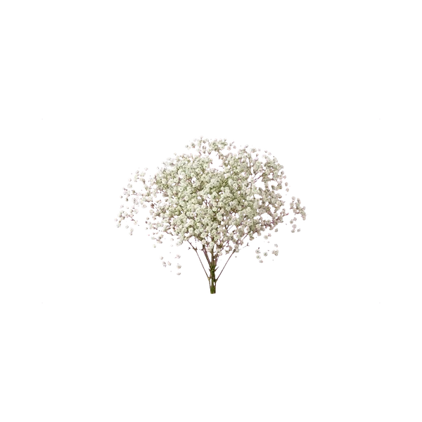 Gypsophila Million Stars