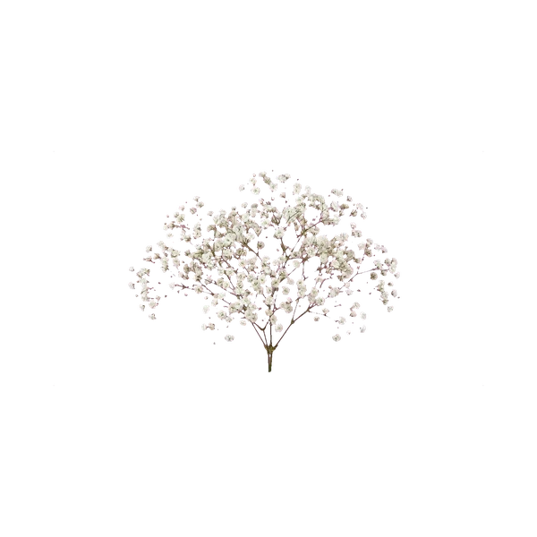 Gypsophila Perfecta