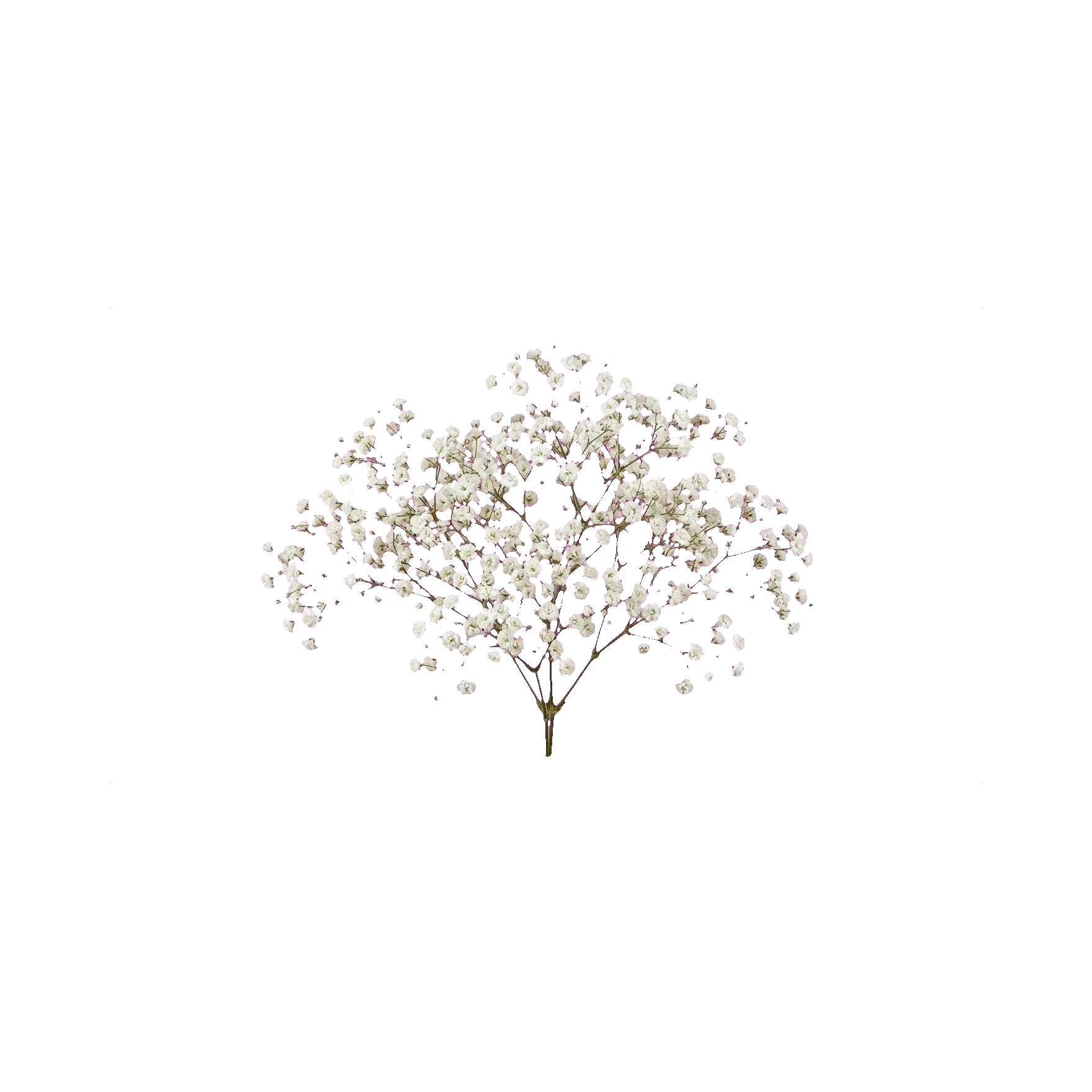 Gypsophila Perfecta
