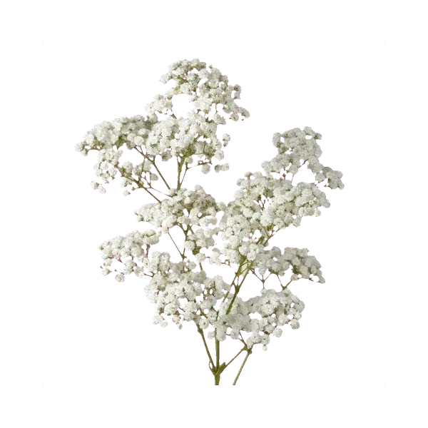 Gypsophila Xlence