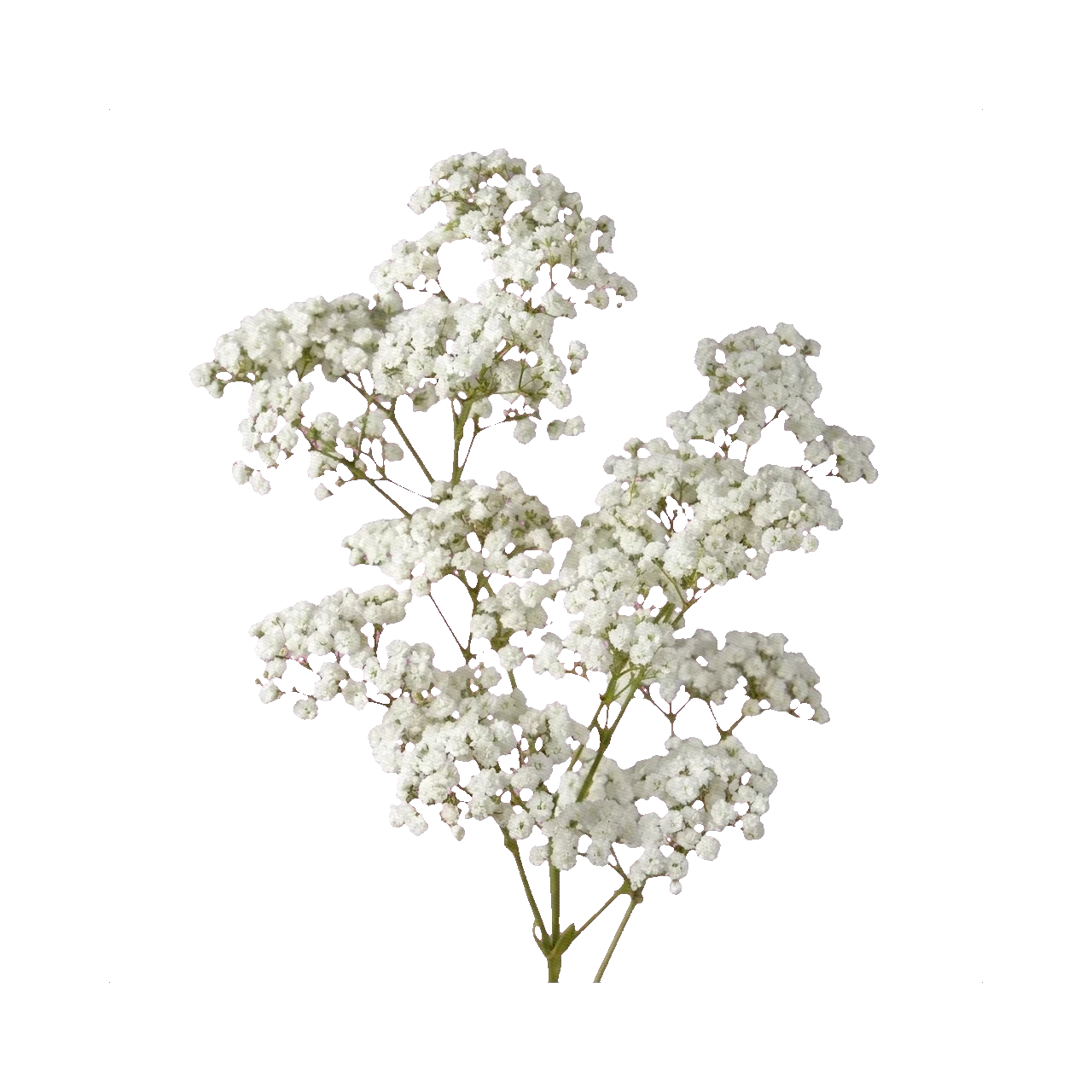 Gypsophila Xlence