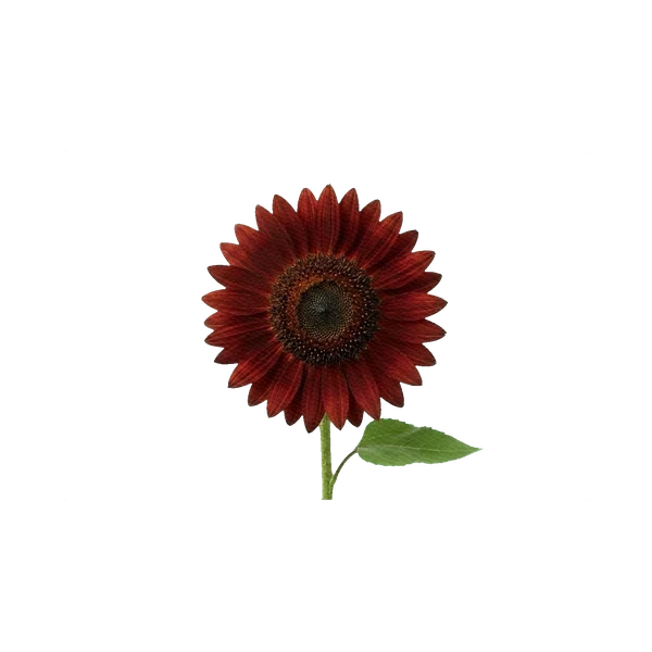 Sunflower ProCut Red