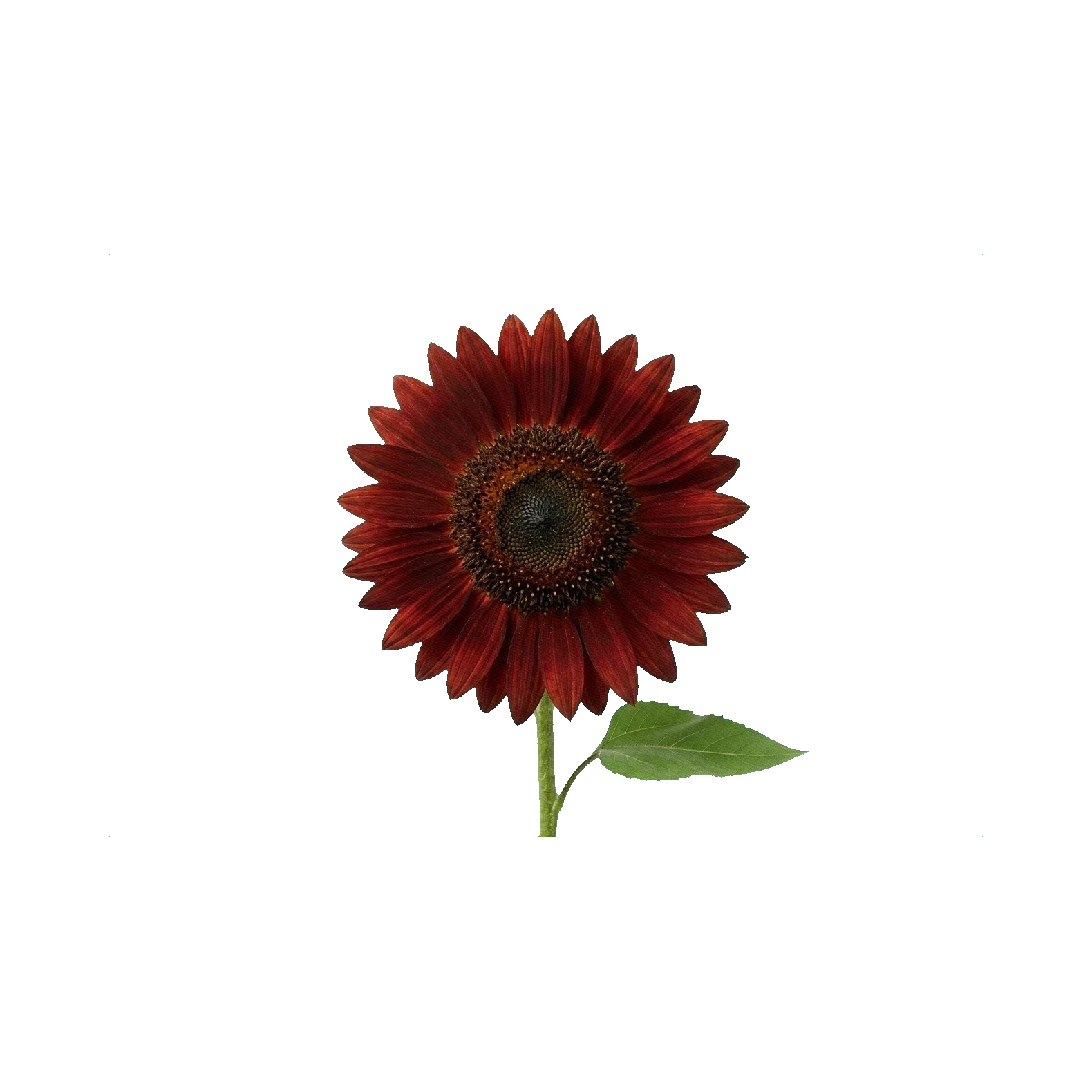 Sunflower ProCut Red
