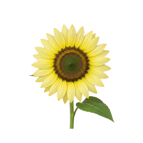 Sunflower Sunrich Lemon