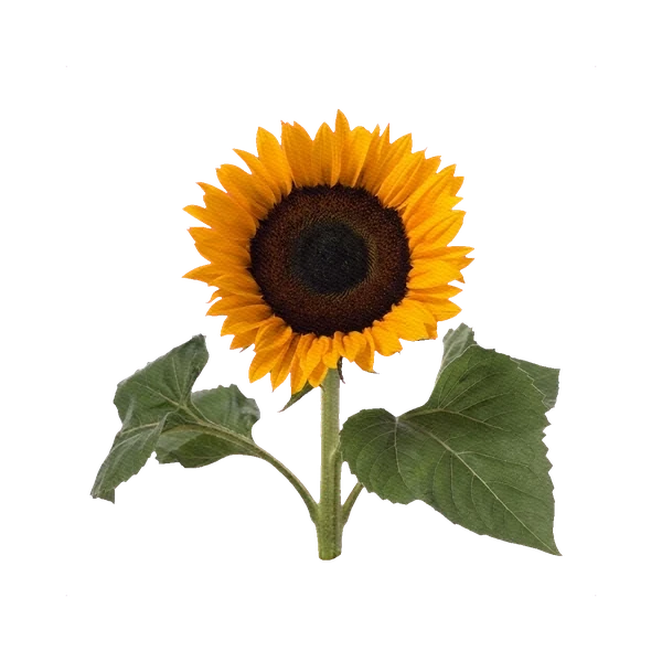 Sunflower Sunrich Orange