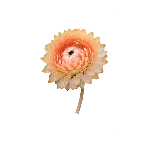 Strawflower orange