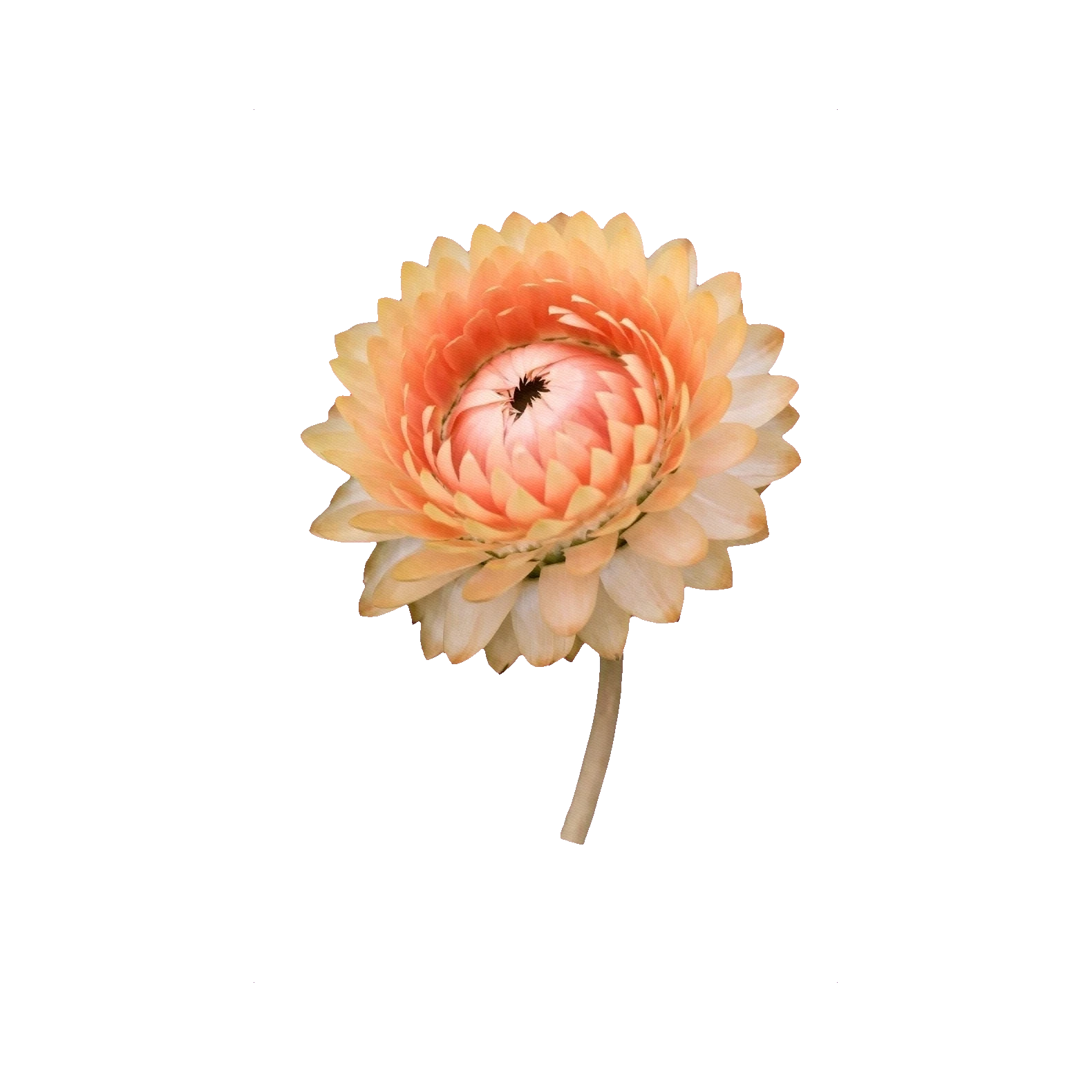 Strawflower