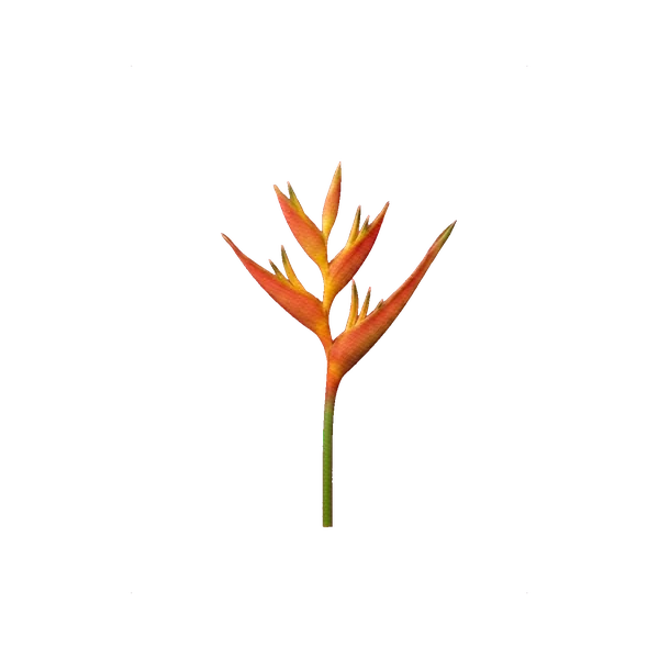 Heliconia psittacorum