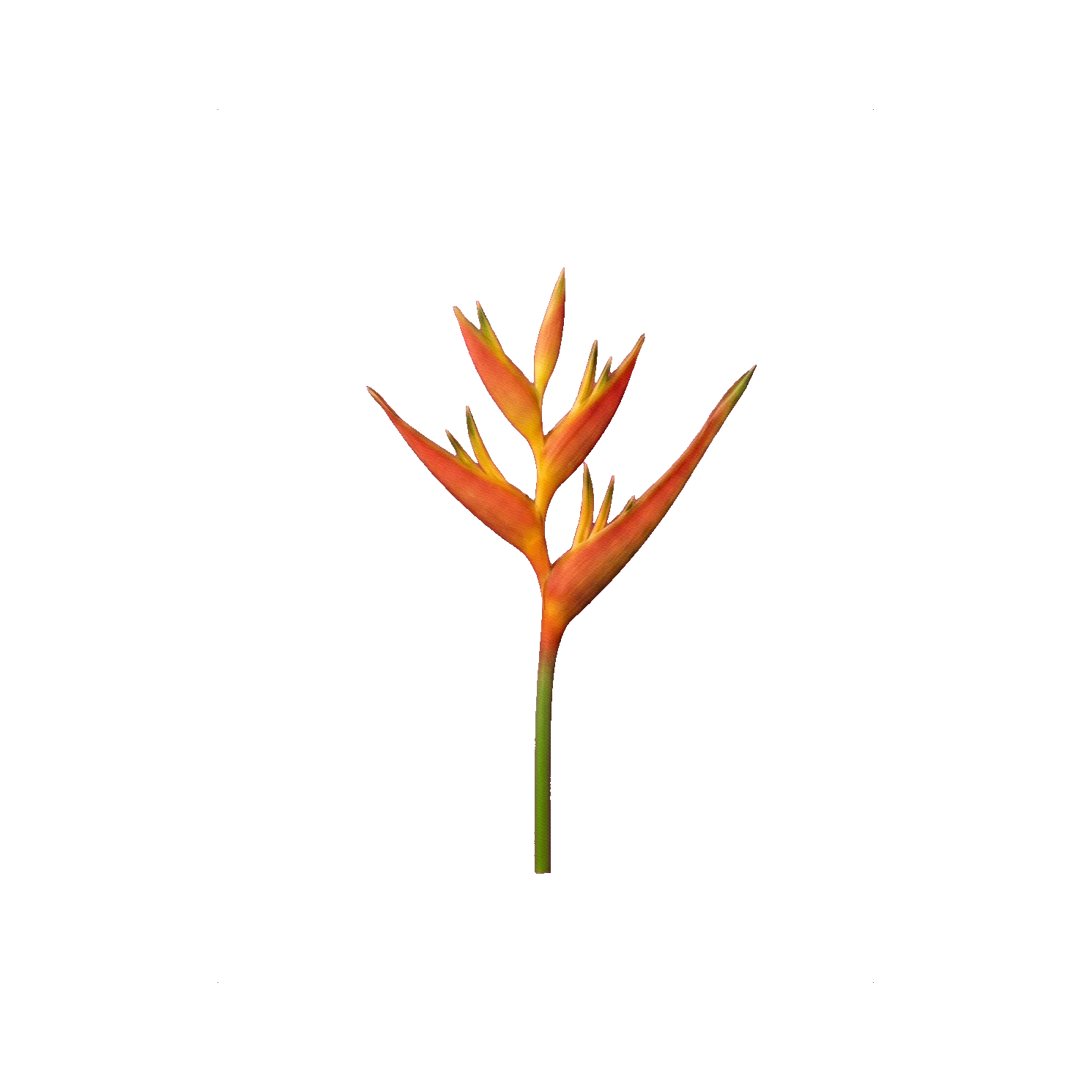 Heliconia psittacorum