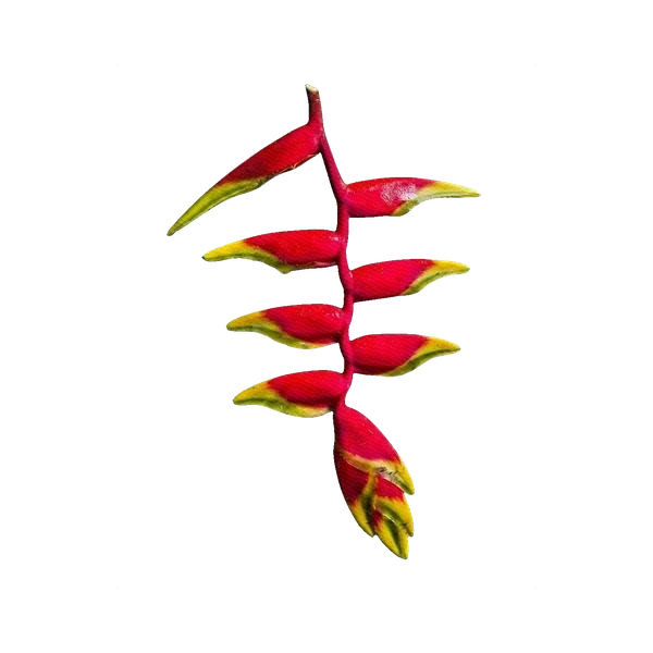 Heliconia rostrata (hanging)