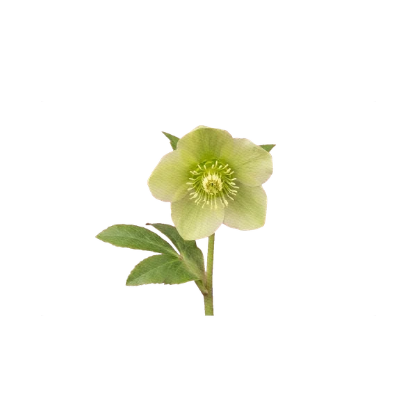 Helleborus green