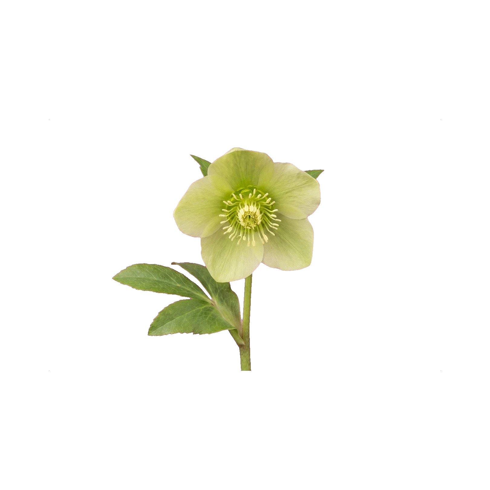 Helleborus green
