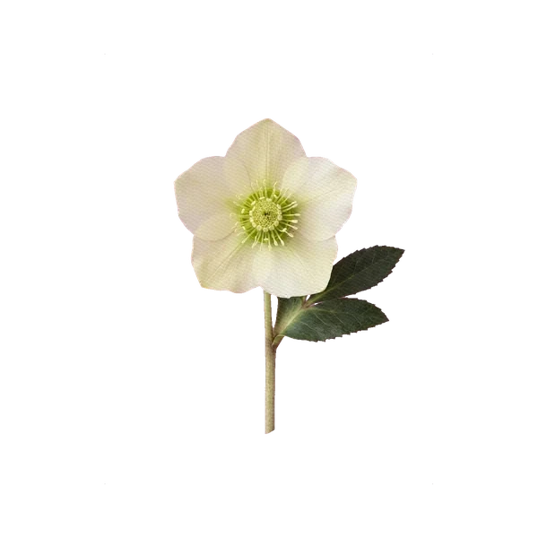 Helleborus Magnificent White