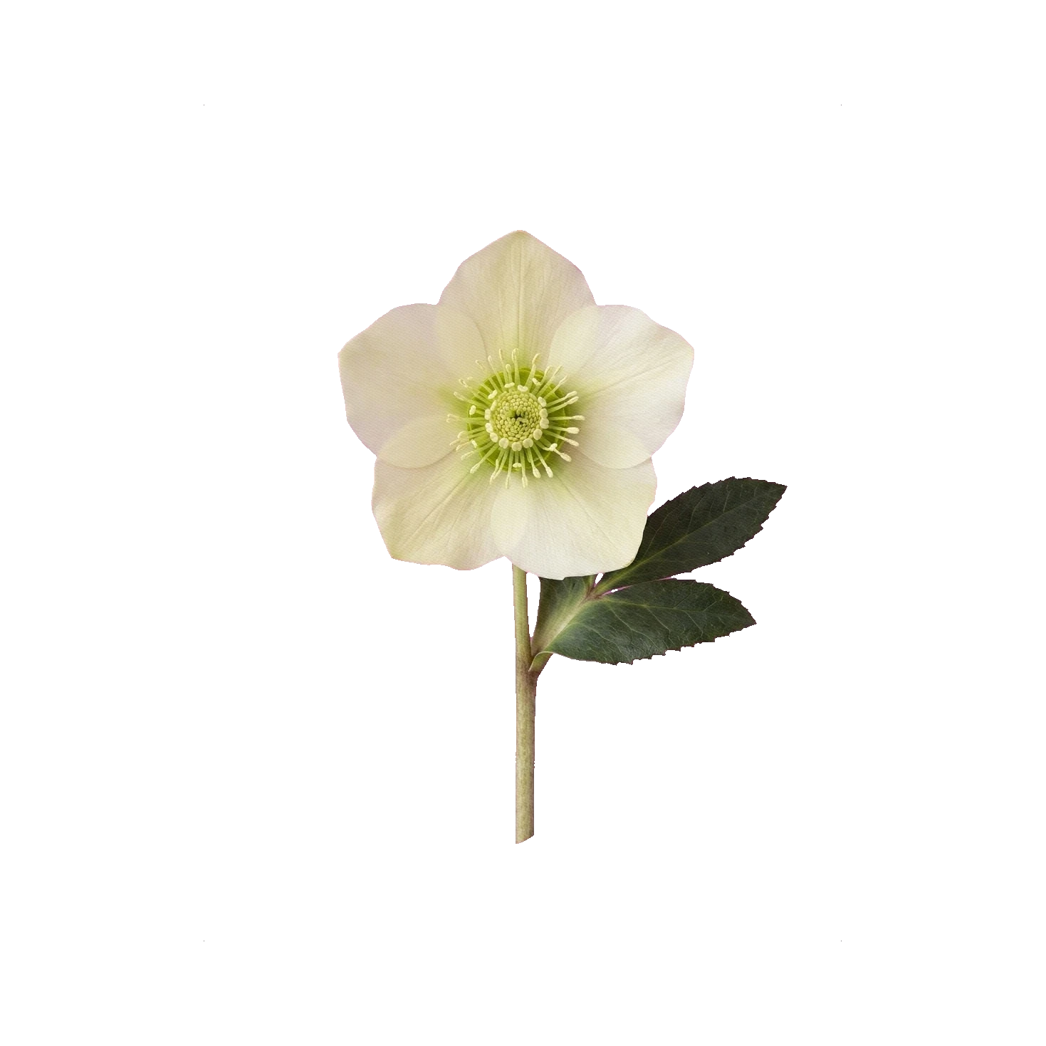Hellebore
