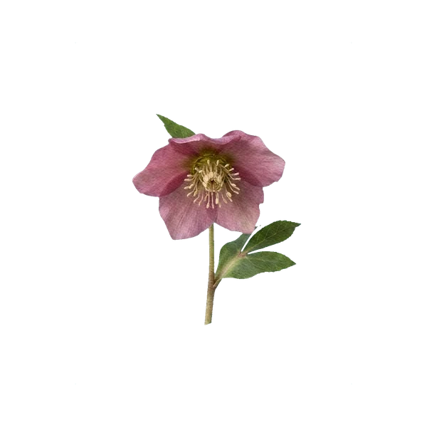 Helleborus pink