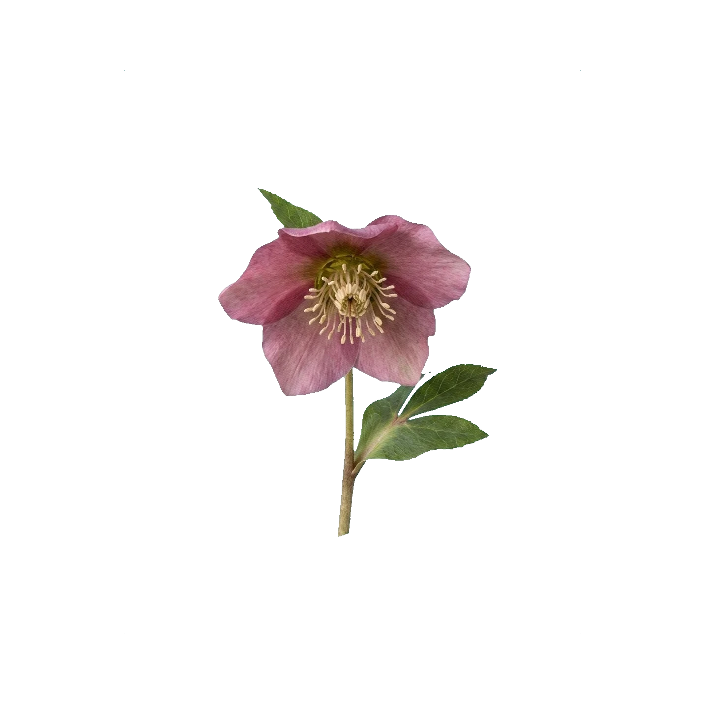 Helleborus pink