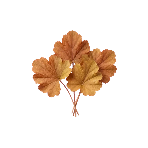 Heuchera Caramel