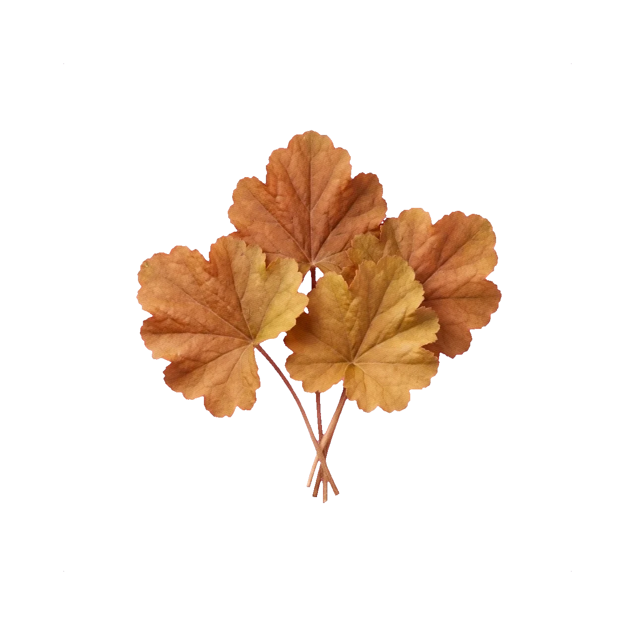 Coral bells foliage