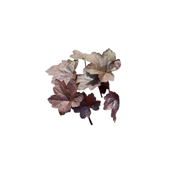 Heuchera Purple Palace
