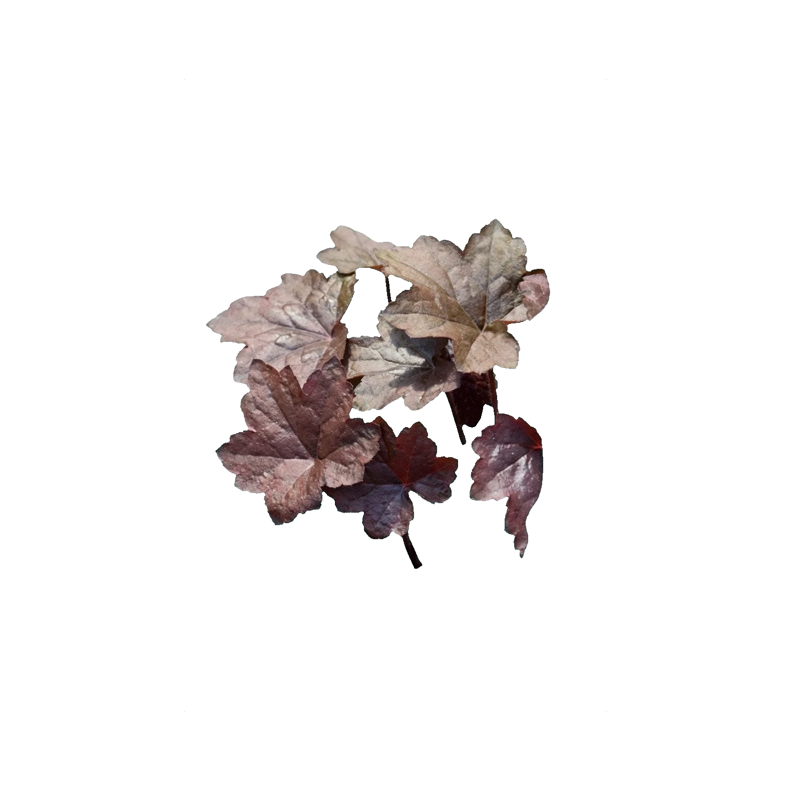 Heuchera Purple Palace