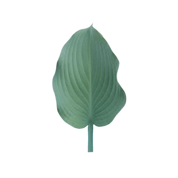 Hosta green leaf