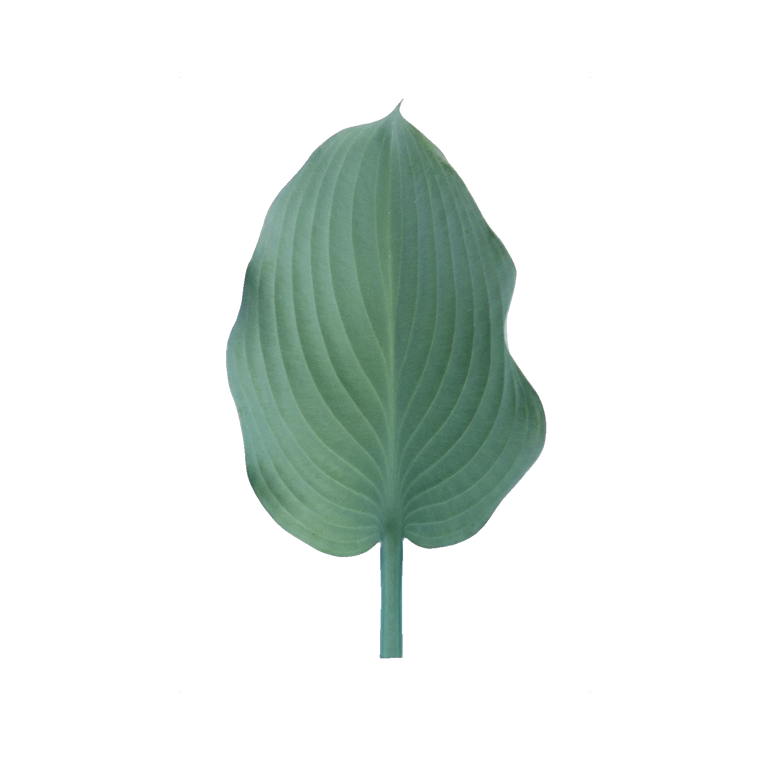 Hosta