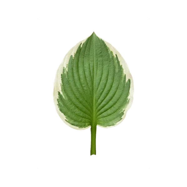 Hosta variegated