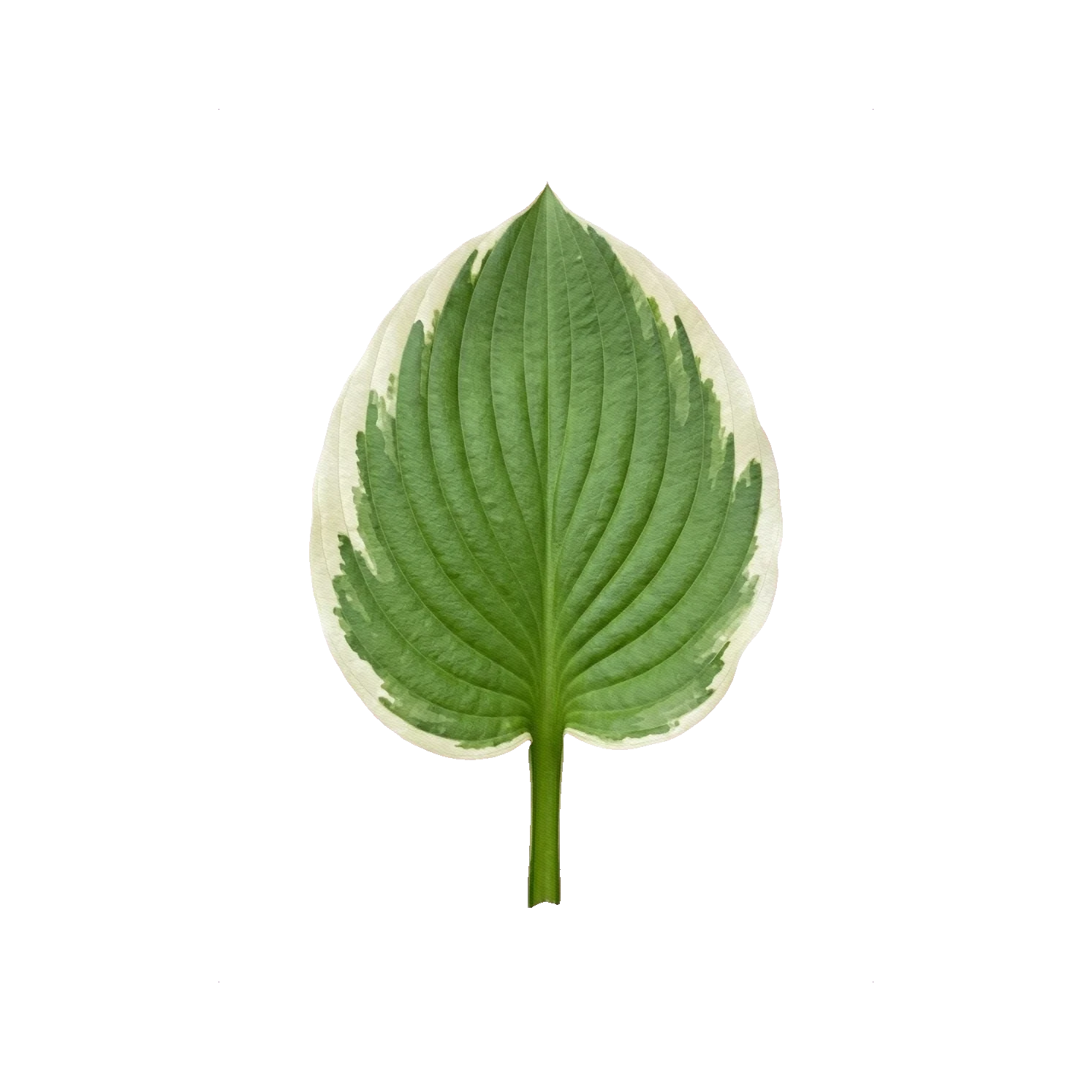 Hosta variegated