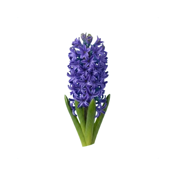 Hyacinth Blue Jacket