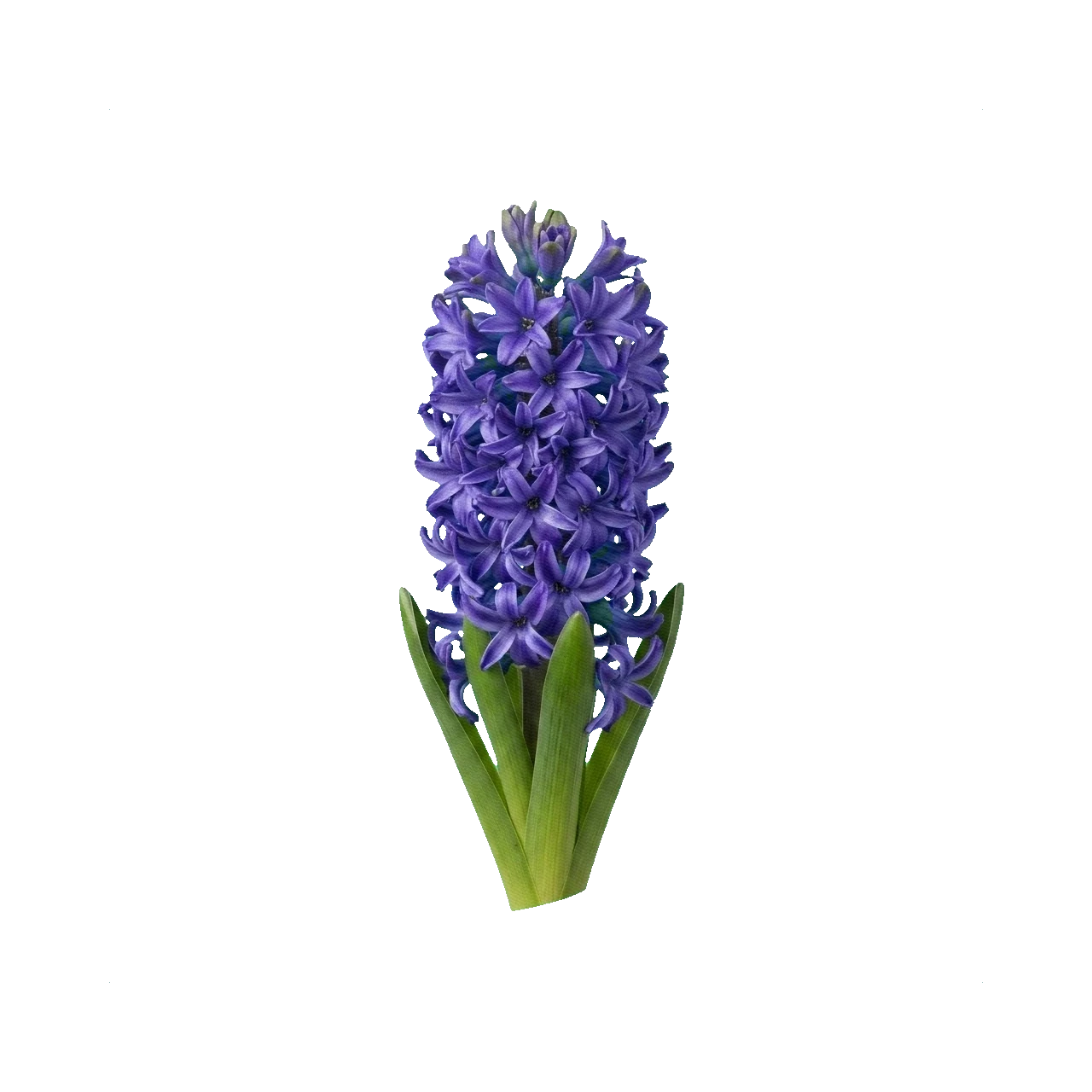 Hyacinth Blue Jacket