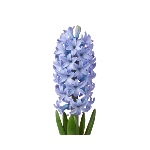 Hyacinth Delft Blue