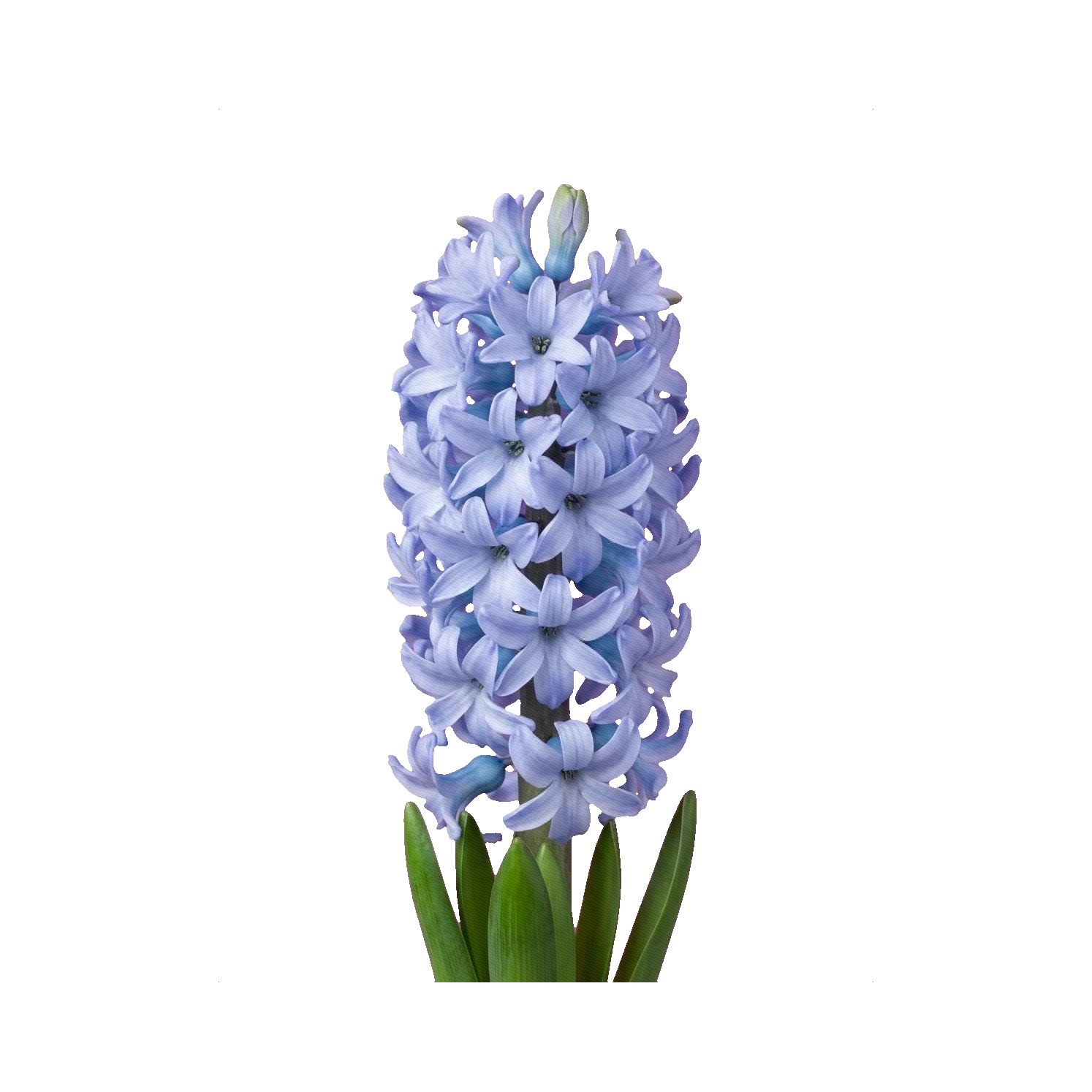 Hyacint